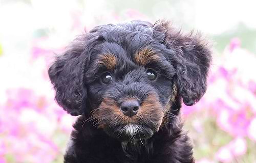 Furnished Tri-Color Bernedoodle