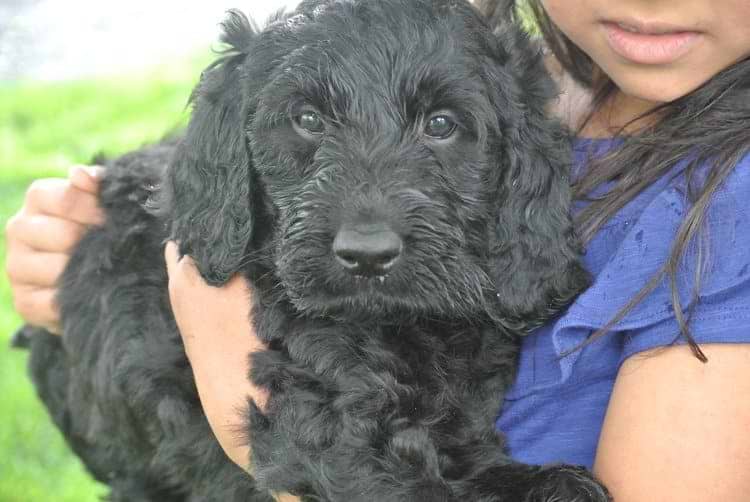 Black Irishdoodle