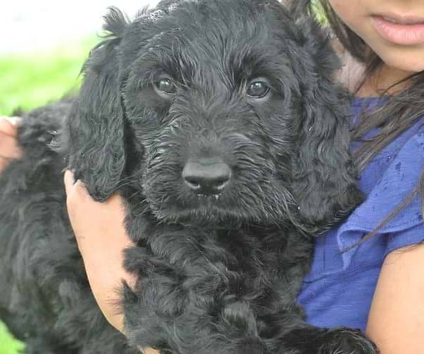 Black Irishdoodle