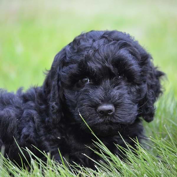 Black Labradoodle