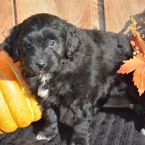 Black Newfiedoodle