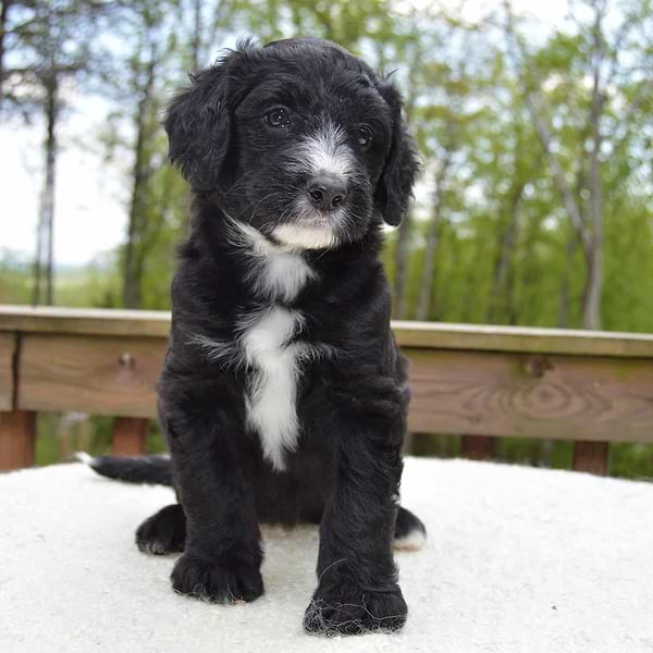 Mostly Black Sheepadoodle