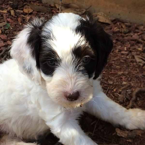 Black/white Springerdoodle