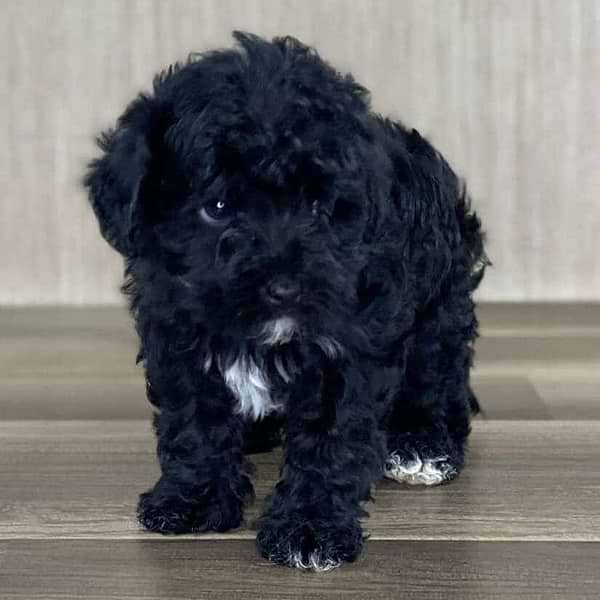 Black Yorkiepoo