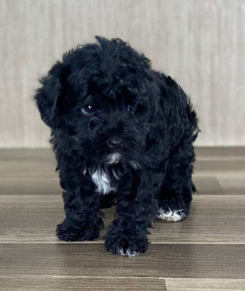Black Yorkiepoo
