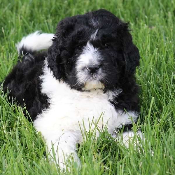 Black/white Newfypoo
