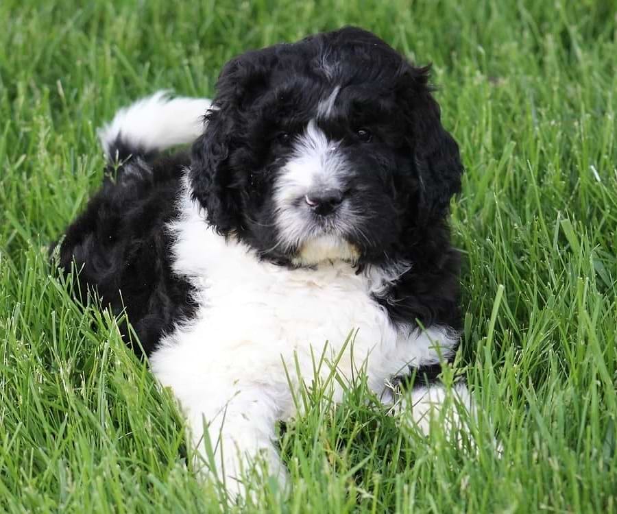 Black/white Newfypoo