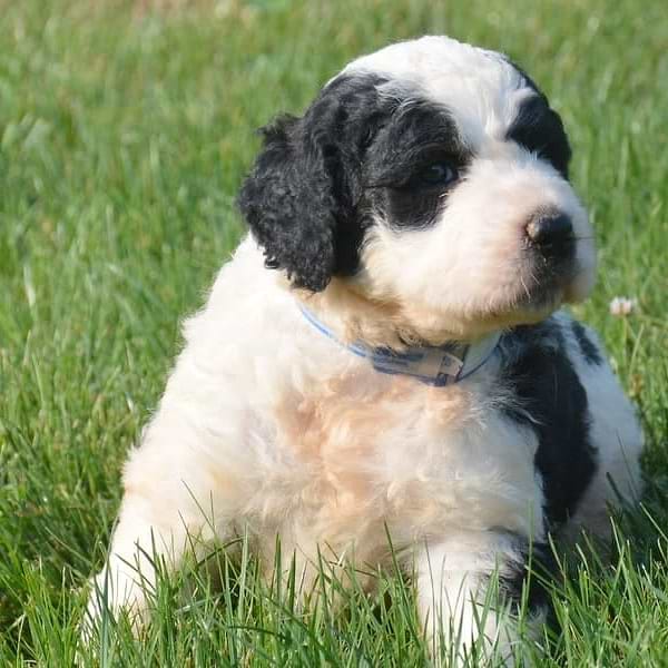 Black/white Saint Berdoodle