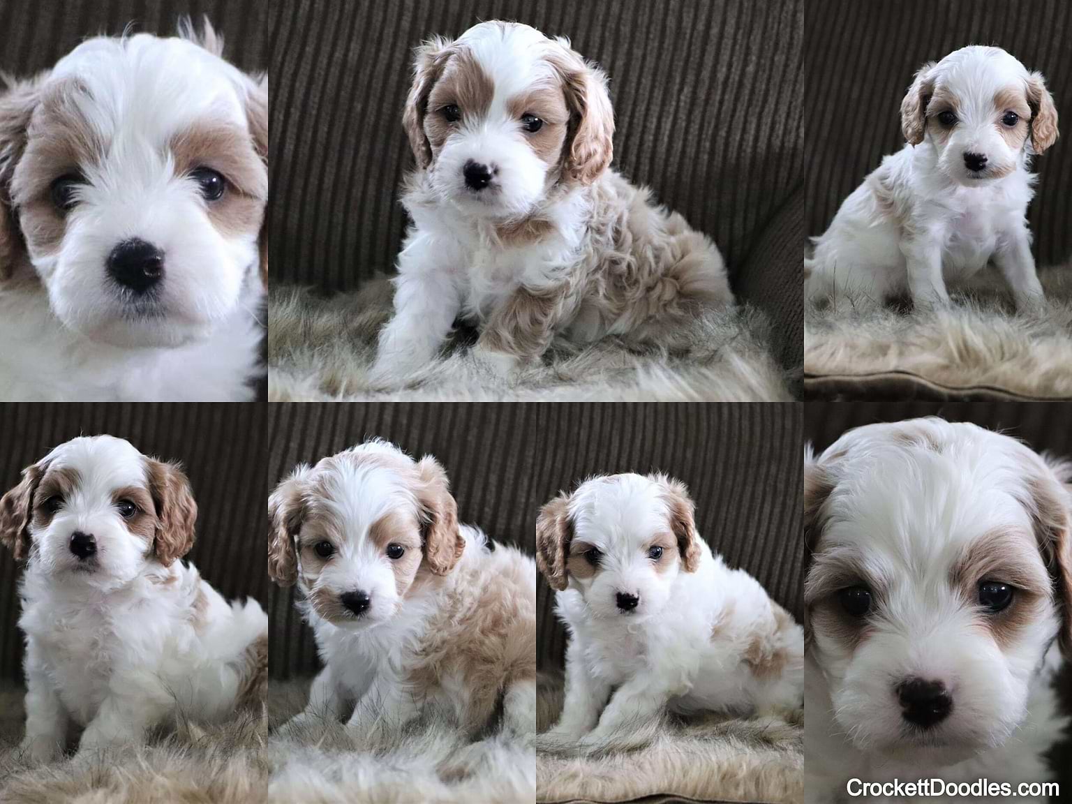 Valapoo Colour Most Popular Doodle Colors and Breeds — Crockett Doodles