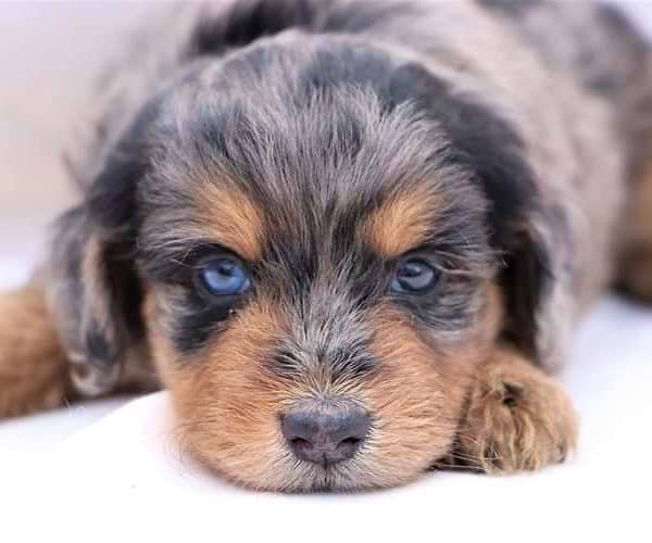 Available Aussiedoodle