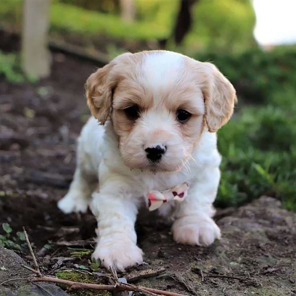 Cavachon Playing in the Garden