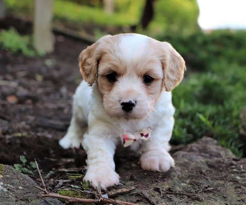Cavachon Playing in the Garden
