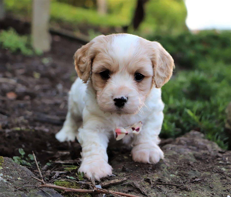 Cavachon Playing in the Garden