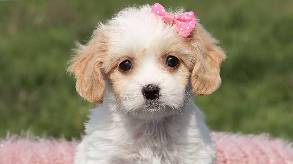 Blenheim Cavachon Puppy