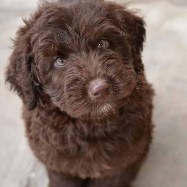 Chocolate Labradoodle