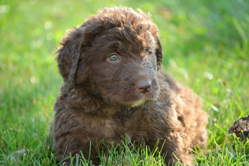 Chocolate Newfypoo