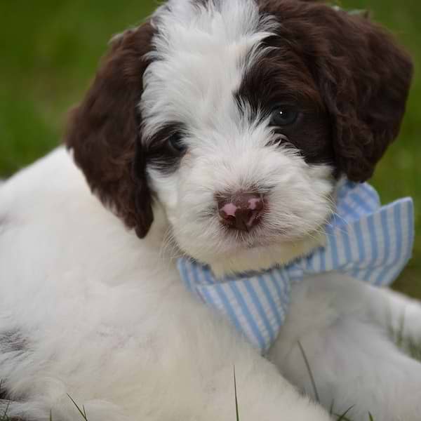 Chocolate/White Springerdoodle