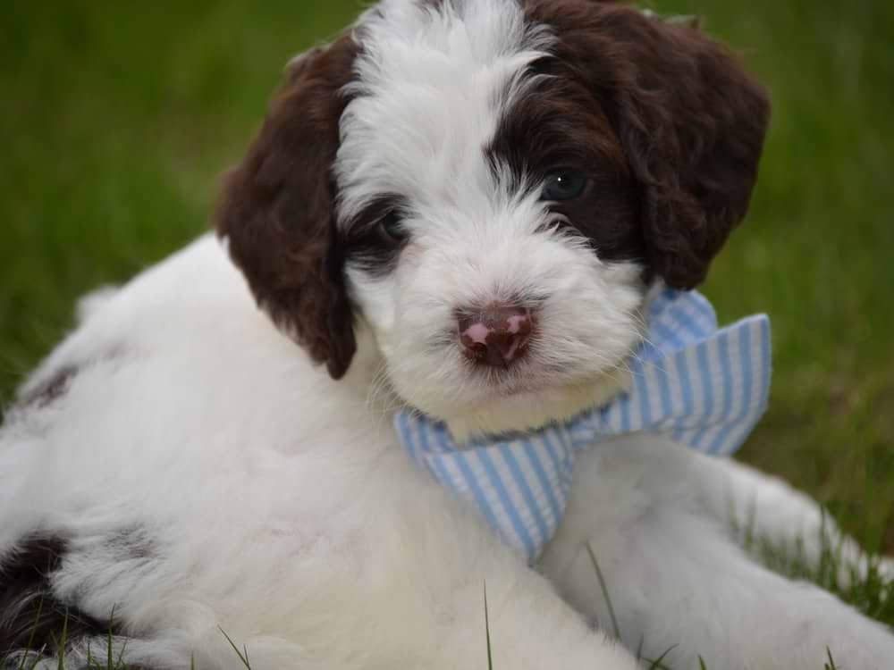 Chocolate/White Springerdoodle
