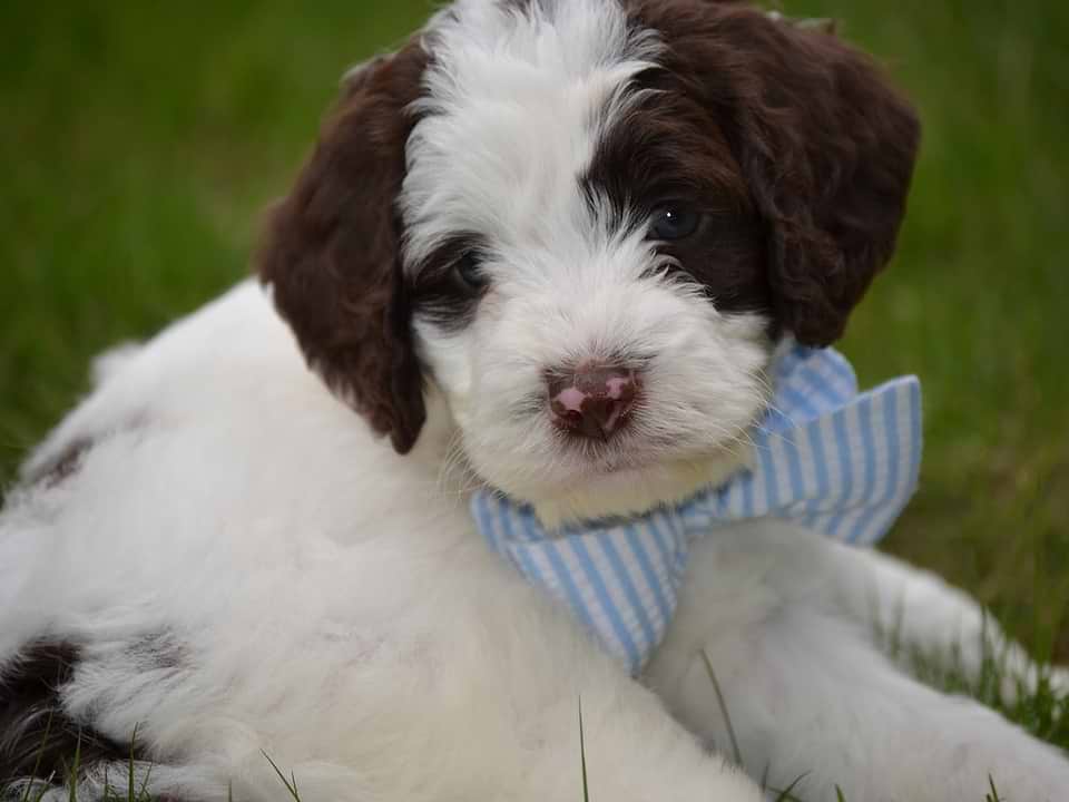 Chocolate/White Springerdoodle