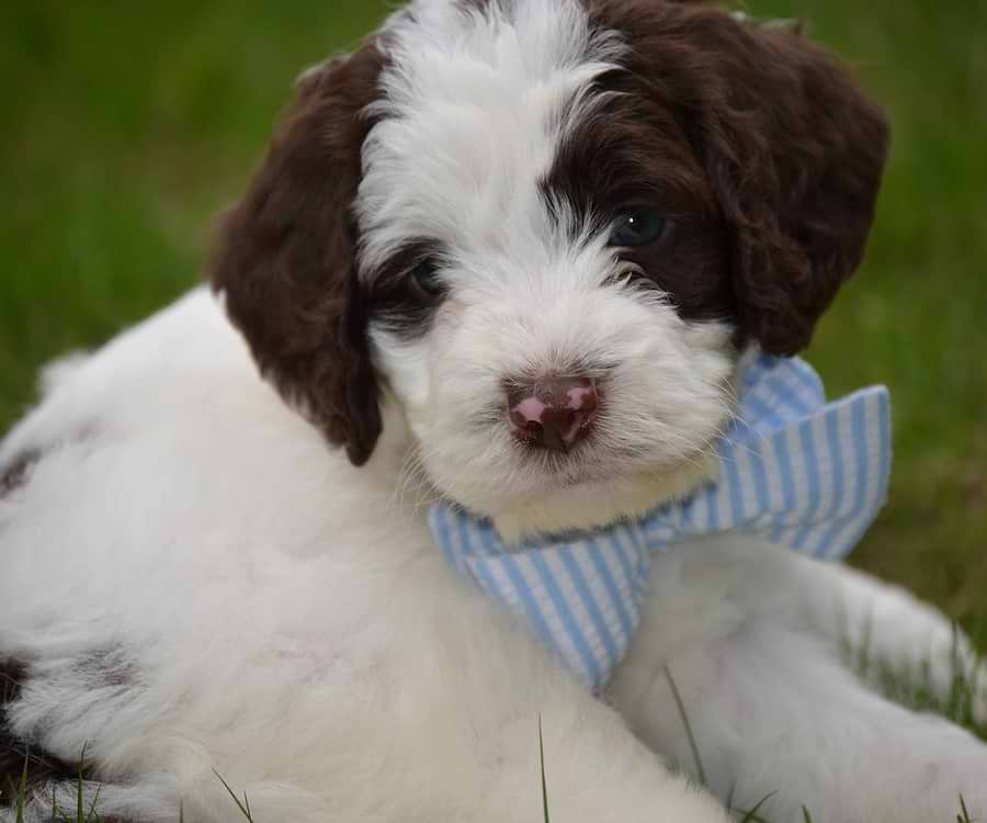 Chocolate/White Springerdoodle