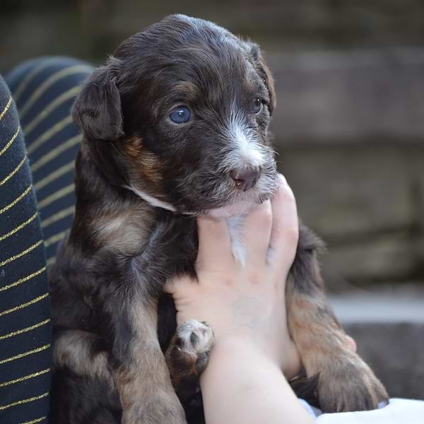 Chocolate Tri-color Swiss Doodle