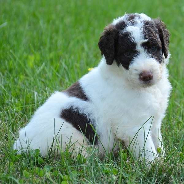 Chocolate White Saint Berdoodle