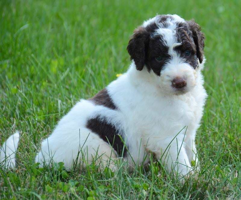 Chocolate White Saint Berdoodle