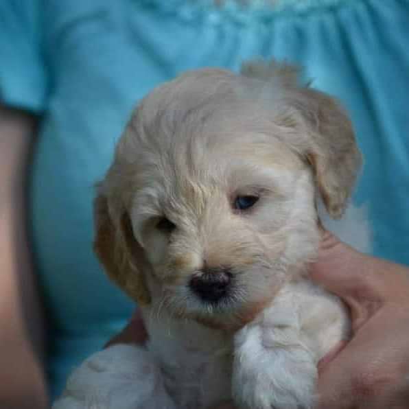 Cream Labradoodle