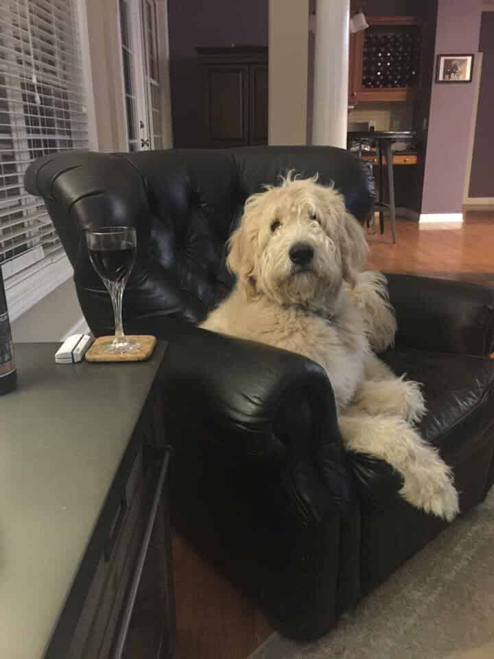 Pyredoodle Puppies for Sale — Family-Raised