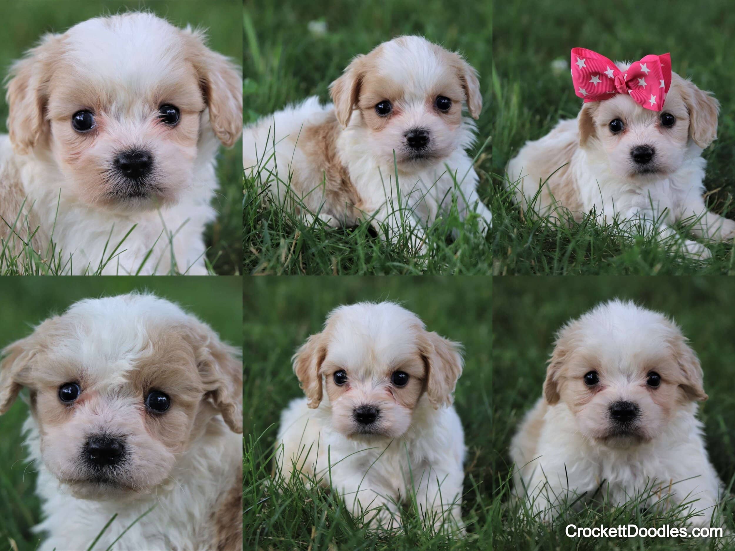 Blenheim Cavachons from Crockett Doodles