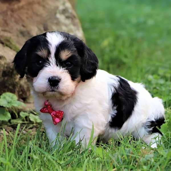 Cute Cavachon