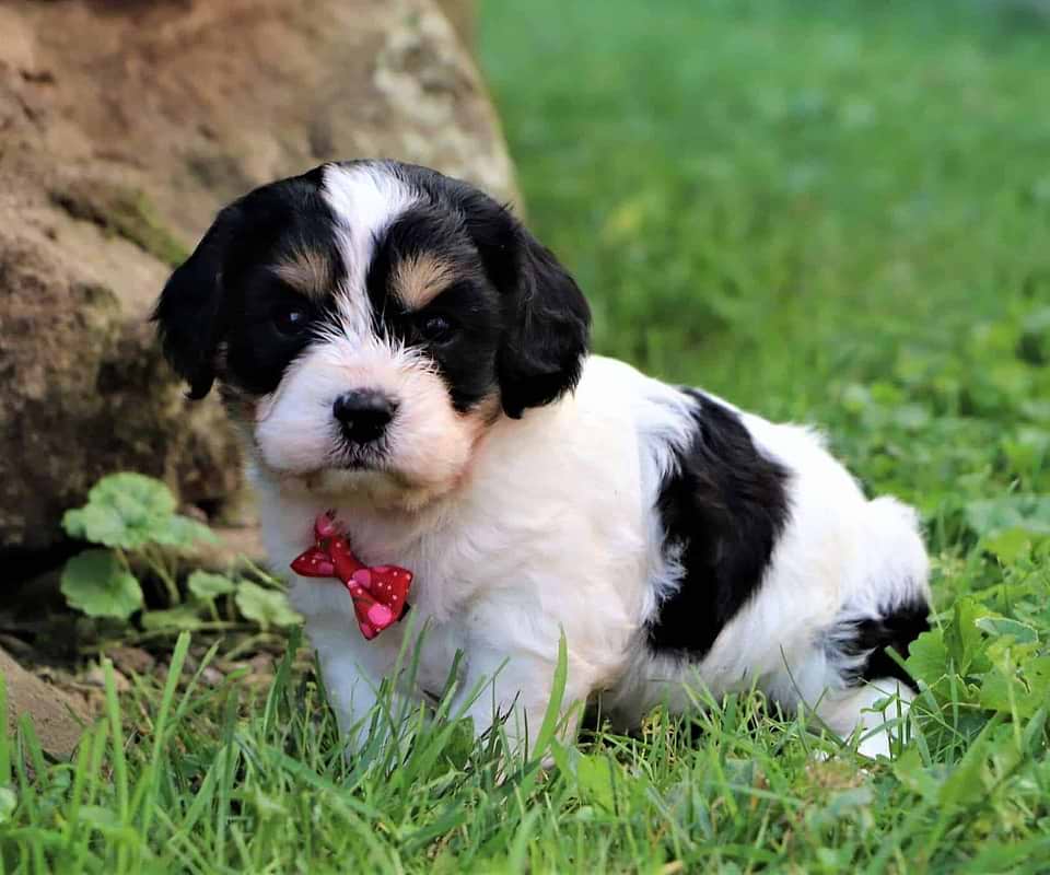 Cute Cavachon