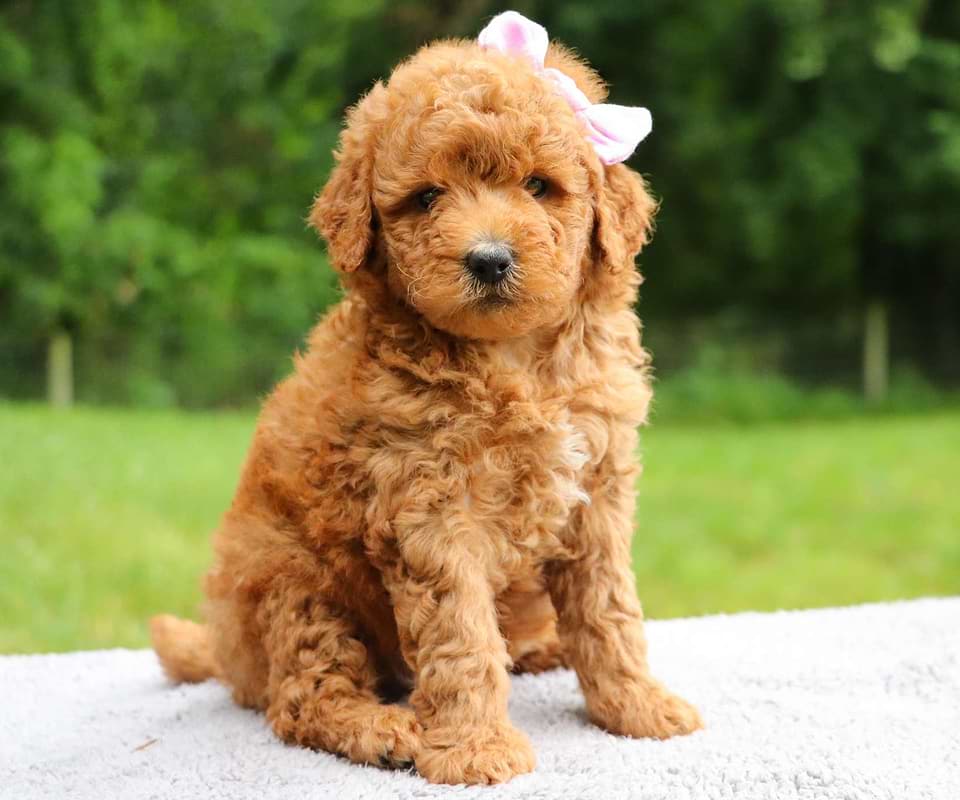 Cute Goldendoodle Puppy