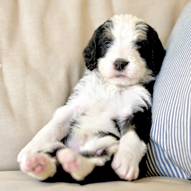 Housetrained Puppy