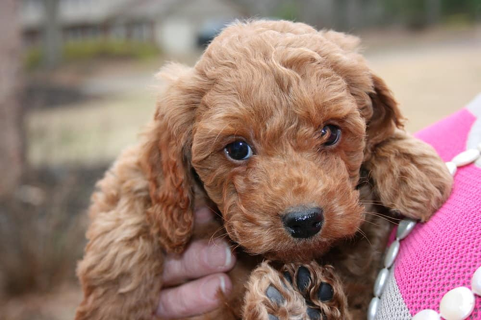 Irish Doodle Available