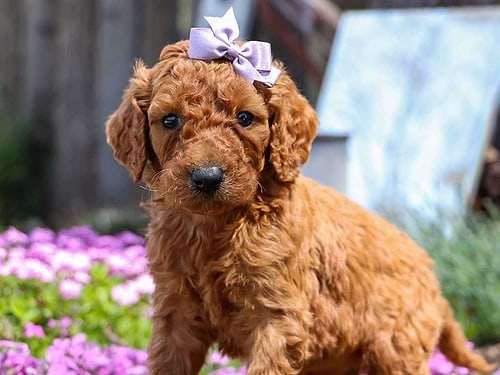 Irish Doodle Puppies for Sale