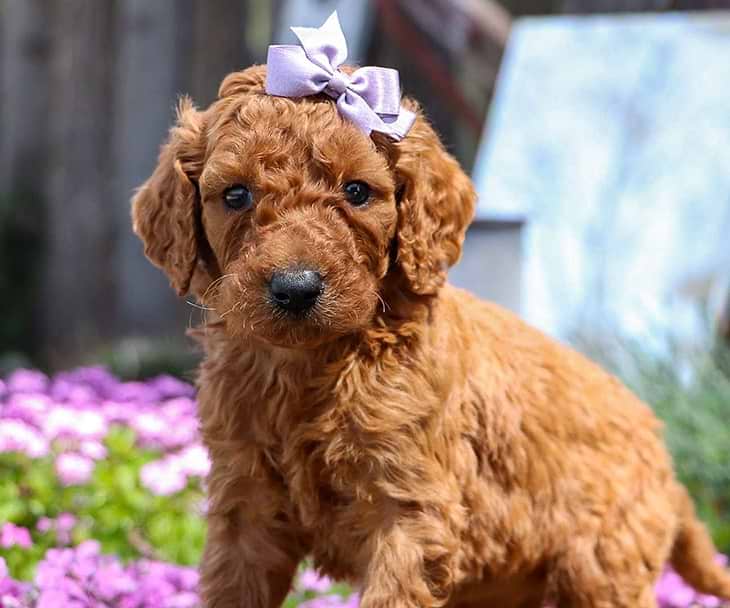 Irish Doodle Puppies for Sale