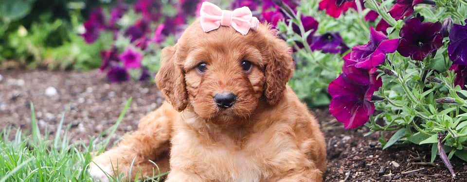 Red Irishdoodle Puppy