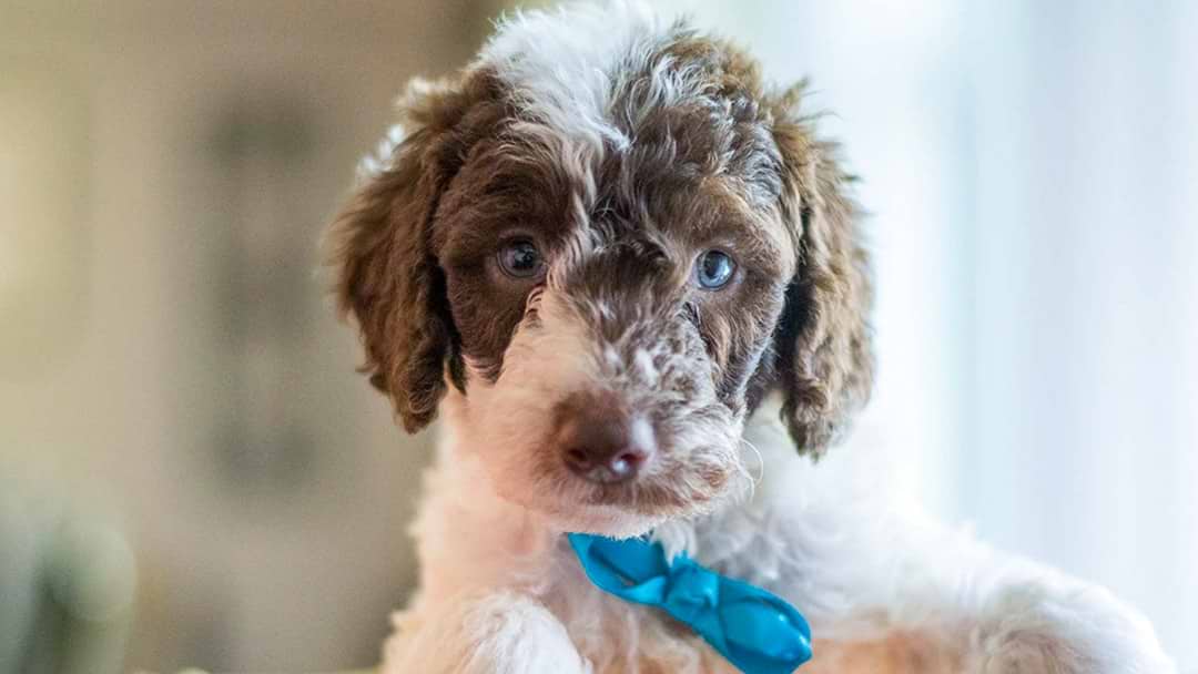 Best Nashville Labradoodles Available — Crockett Doodles