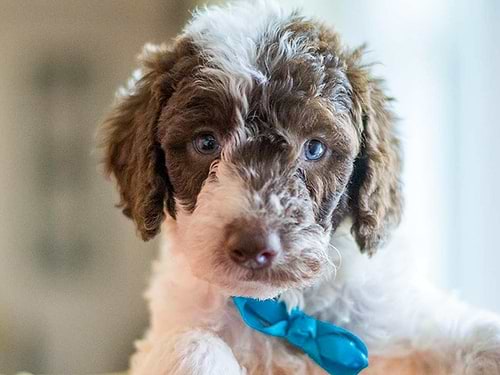 Labradoodles for sale