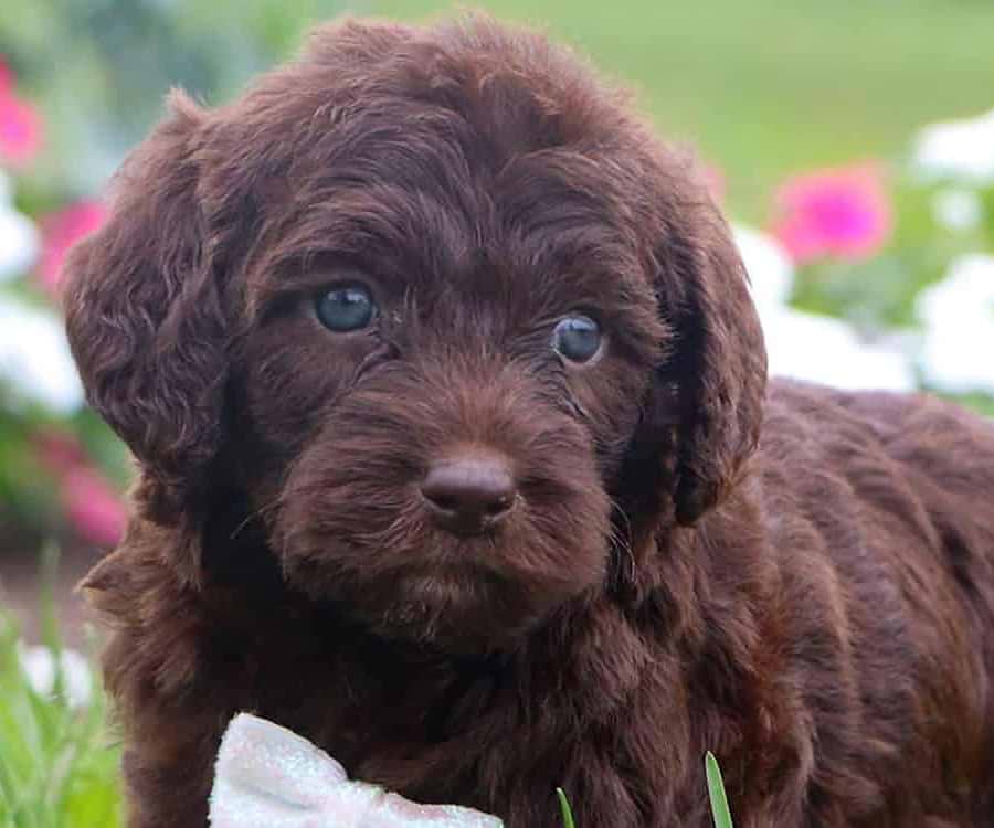 Chocolate Labradoodle