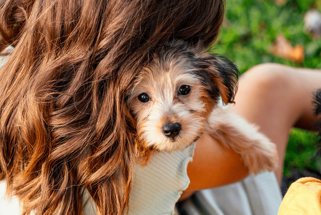 Adorable face of a little Yorki Poo