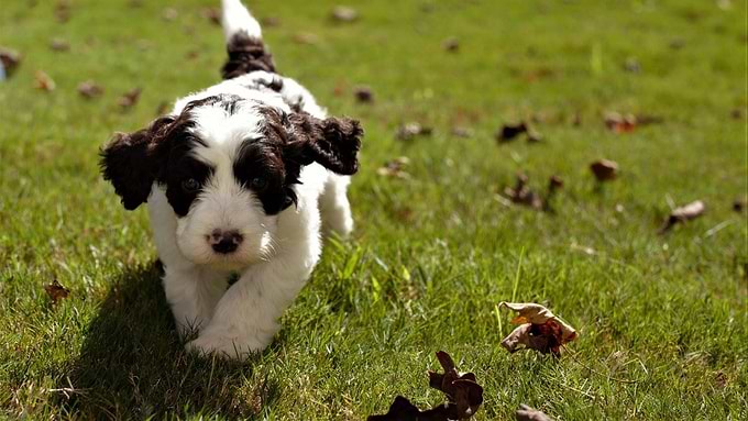 Liver and White Springerdoodle