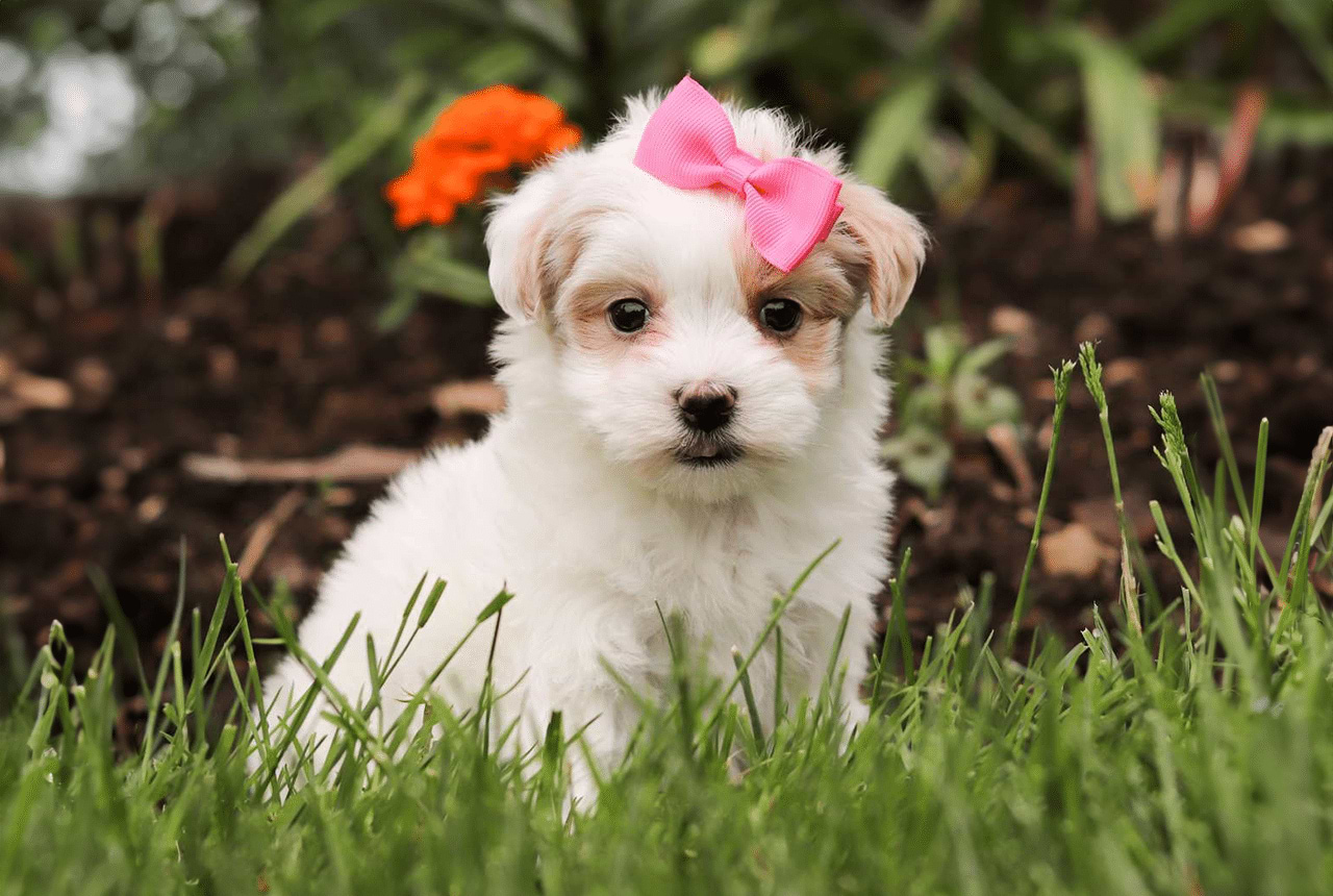 Maltipoo Girl Pup