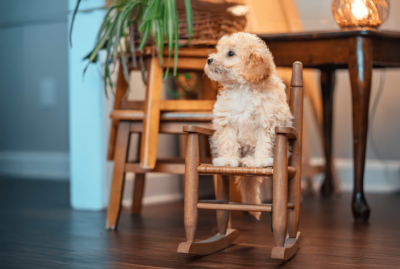 Maltipoo puppy sitting on a chair