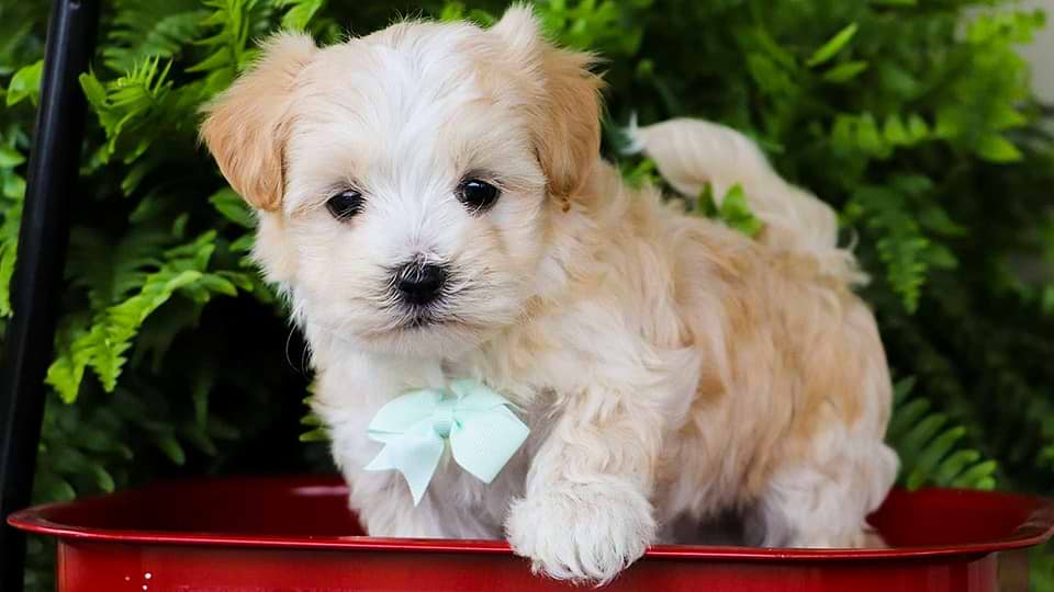 White/Cream Maltipoo Puppy