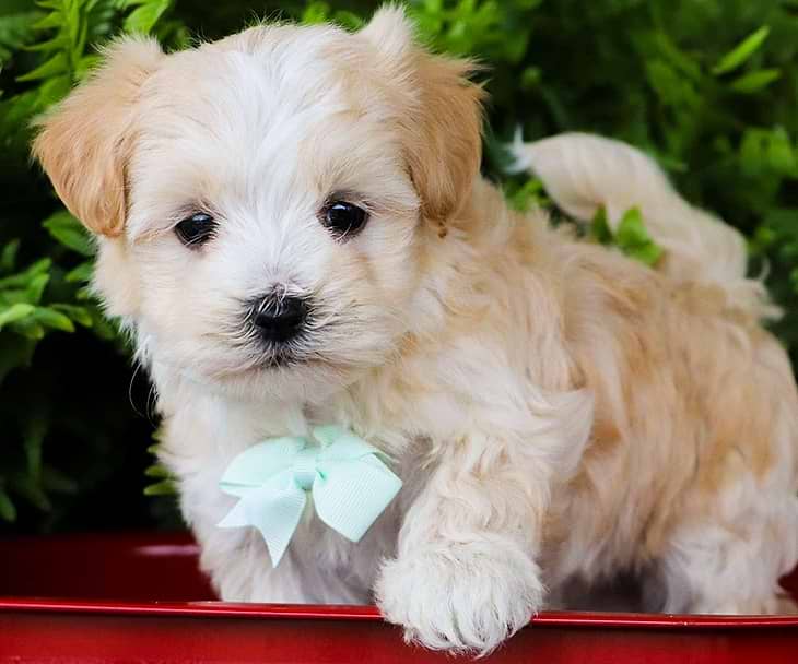 White/Cream Maltipoo Puppy