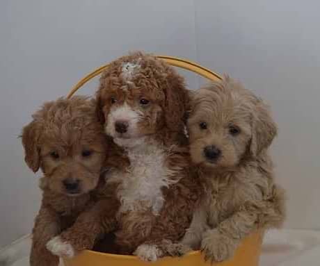 Mini Irishdoodles