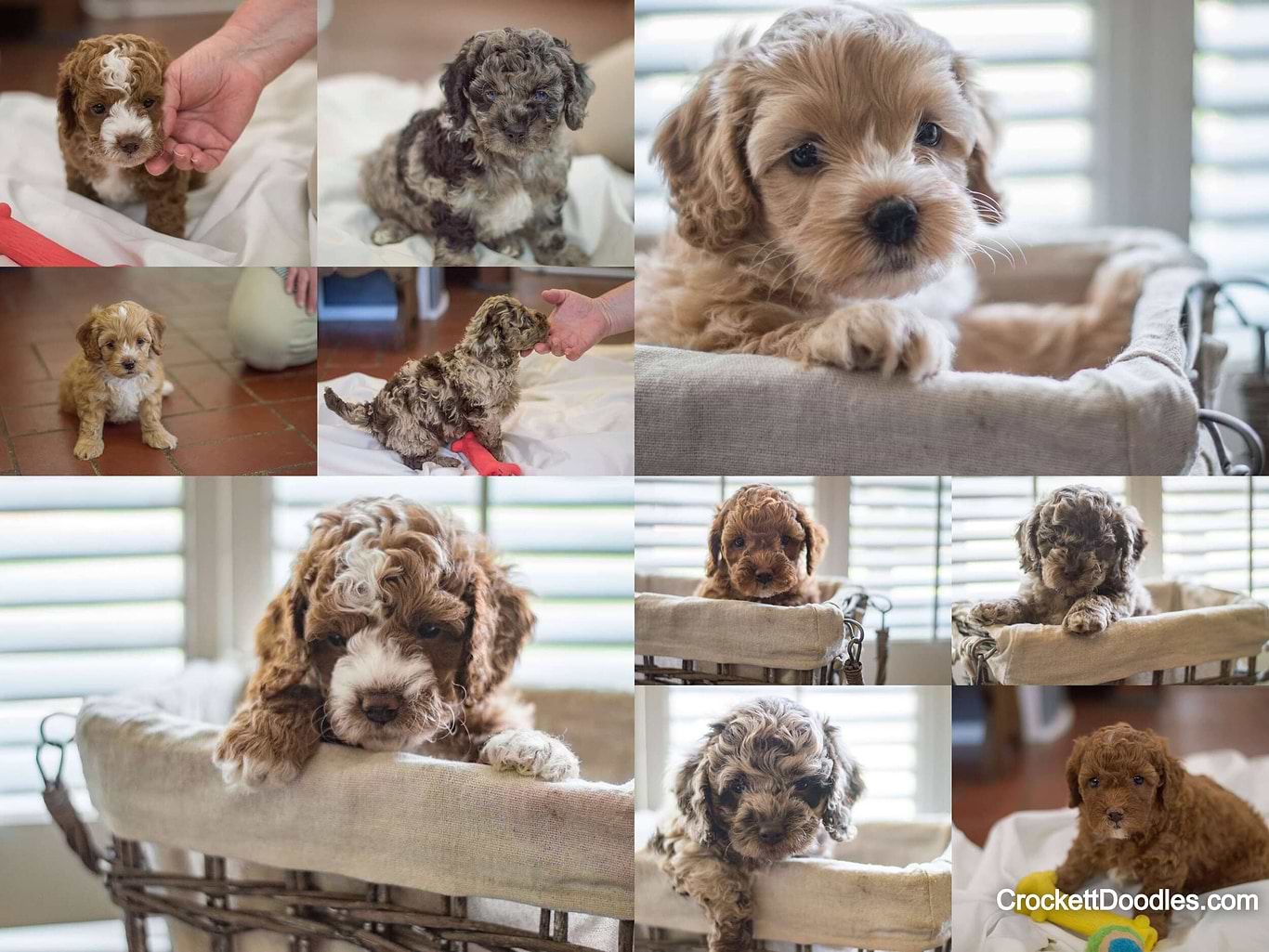 Cockapoo vs Cavapoo Breed Comparison — Crockett Doodles