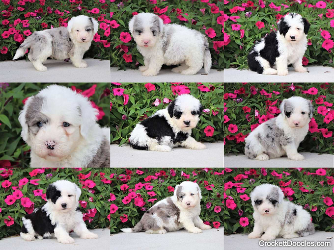 Mini Sheepadoodles from Crockett Doodles —merle as well as black and white